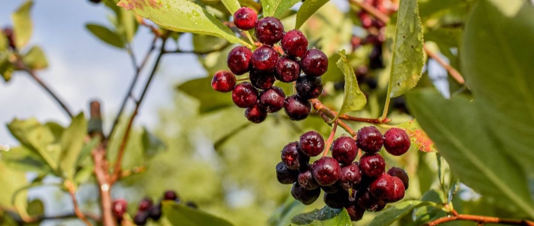 jerab Ovocna skolka Bojkovice